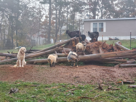 Our Livestock Guardian Dogs