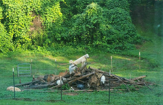 All about our Goats and the benefits of their milk